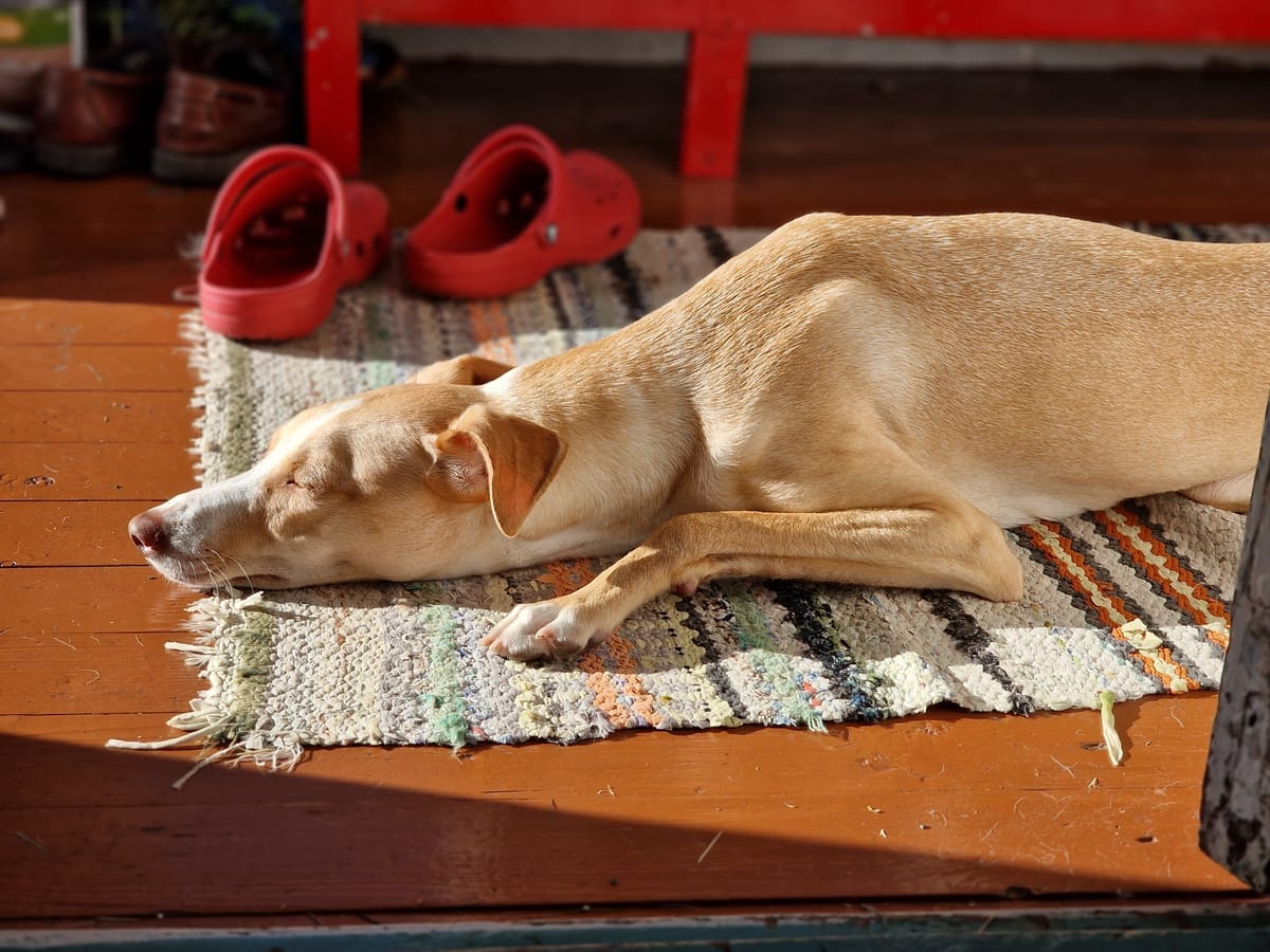 Bild på min hund när han sover på golvet